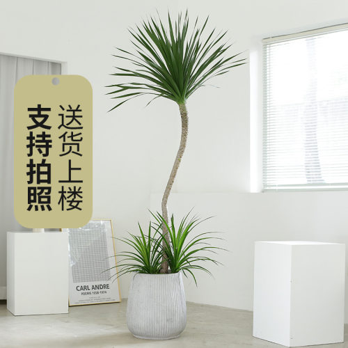 似玉龙须树盆栽龙血树办公室客厅高杆造型植物龙铁树室内大型绿植