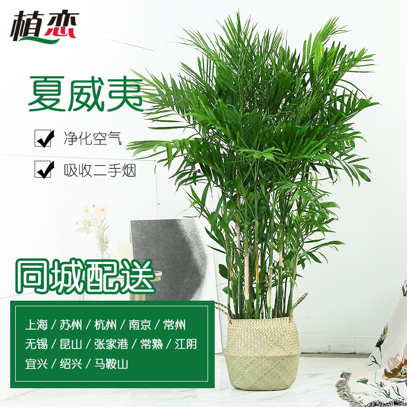 夏威夷竹子 凤尾竹大盆栽盆景花卉植物室内客厅 全国配送同城速递