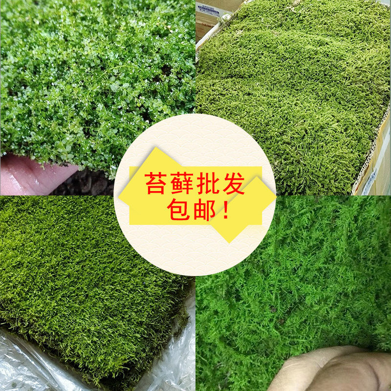苔藓鲜活青苔微景观生态瓶水陆缸盆景乌龟铺垫装饰造景迷你植物