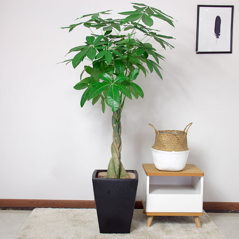 绿植发财树观叶吸甲醛植物公司开业新家乔迁送盆栽成都配送
