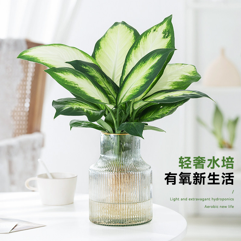 玛丽安万年青培植物室内好养盆栽室净化空气绿植花卉