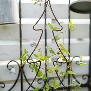 花园杂货铁艺圣诞树爬藤架雪莹爬架锈色Y 两个一组