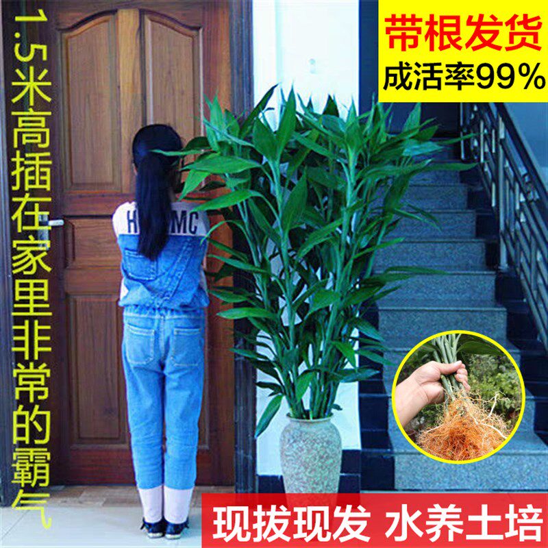 水养富贵竹转运竹弯竹龙竹水竹开运竹子带根室内绿植水培植物花卉