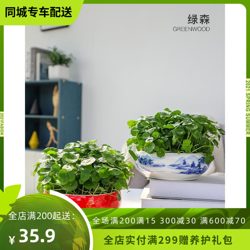 杭州绿森铜钱草盆栽招财水培植物水养室内办公室金钱草植物好养