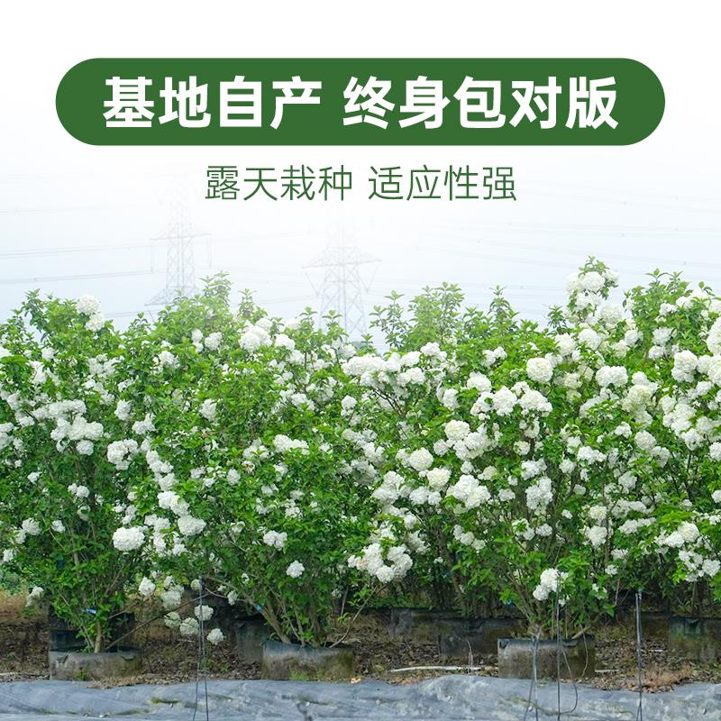 海蒂的花园中华木绣球斗球耐寒花卉盆栽欧洲木绣球树苗绣球花苗