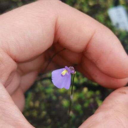双岔狸藻 苔藓雨林缸微景观办公室水培食虫植物盆栽捕蝇草挖耳草