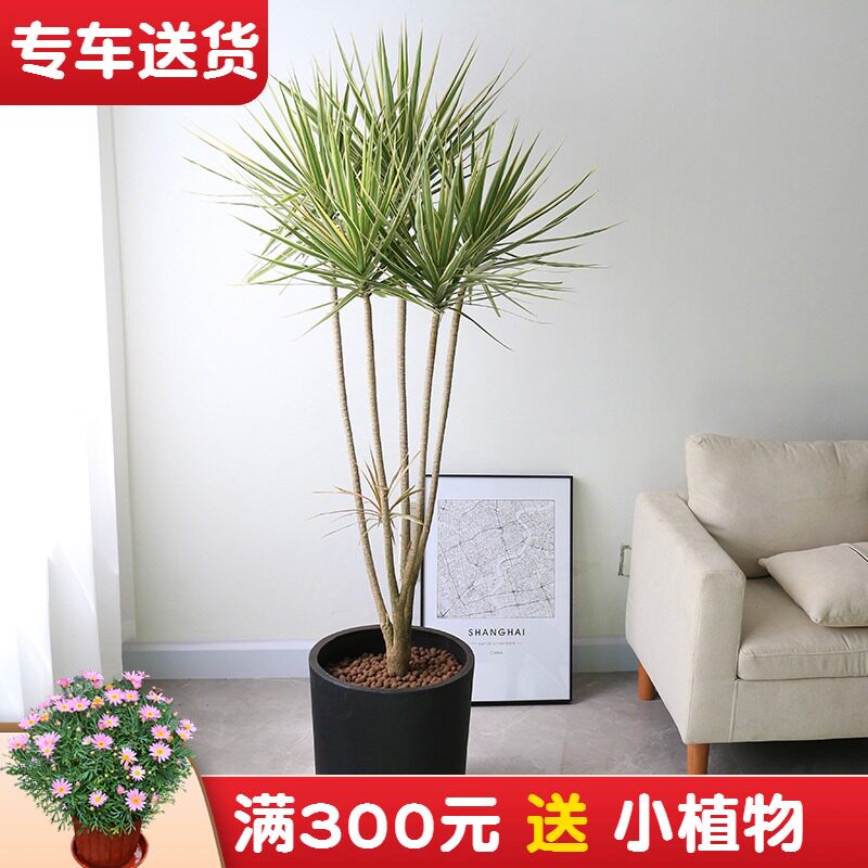 1.4米千年木盆栽 三色龙血树 客厅绿植室内防辐射 办公室盆景植物