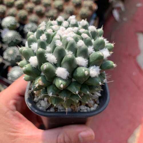雪糕仙人球实生稀有品种花卉好养活仙人掌类开花白毛多肉植物盆栽