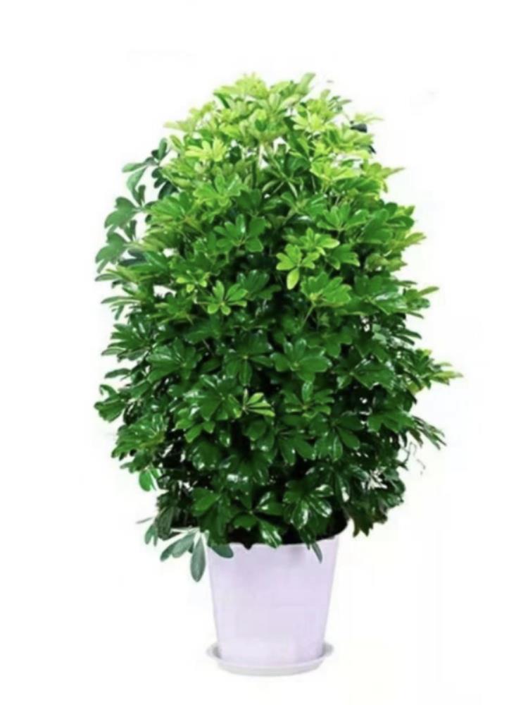 鸭脚木盆栽鸭掌木树苗老桩大绿植八方来财室内客厅旺宅植物招财树