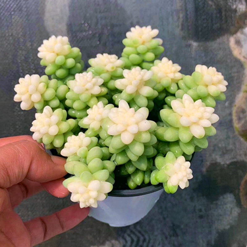 彩虹新玉缀锦 彩色玉坠多肉植物稀少品种多株苗组合盆栽净化空气