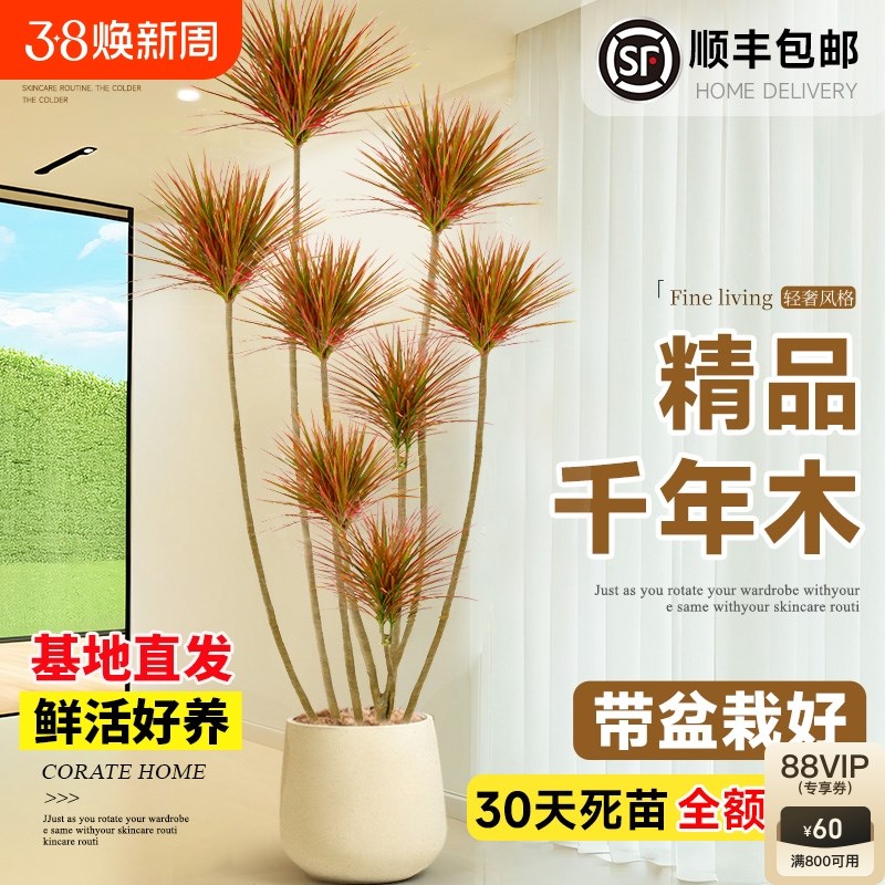 千年木客厅绿植大型植物盆栽室内落地式造景好养真树七彩铁龙血树