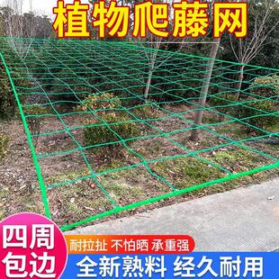 植物百香果爬藤网攀爬网瓜蒌葡萄丝瓜吊瓜豆角网黄瓜种植网搭架网