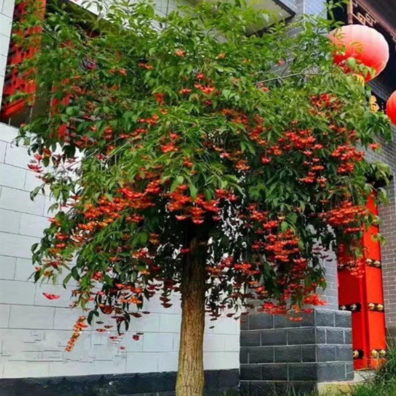 金丝吊蝴蝶树苗多花卉绿化植物摇钱树盆栽景别墅阳台庭院耐寒好养