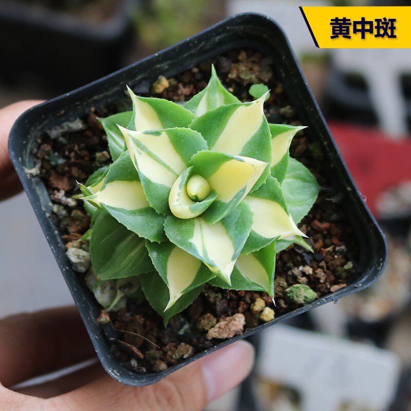 黄中斑王妃雷神龙舌兰自然锦美观好养易度夏多肉植物阳台小盆栽