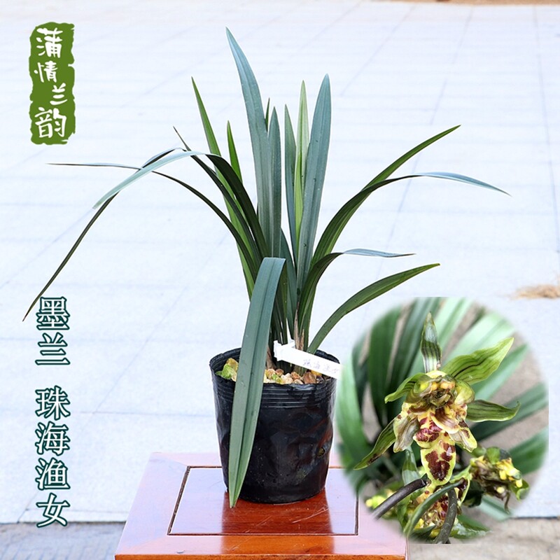 兰花苗墨兰奇花 珠海渔女 报岁兰冬春开花绿植盆栽室内客厅植物