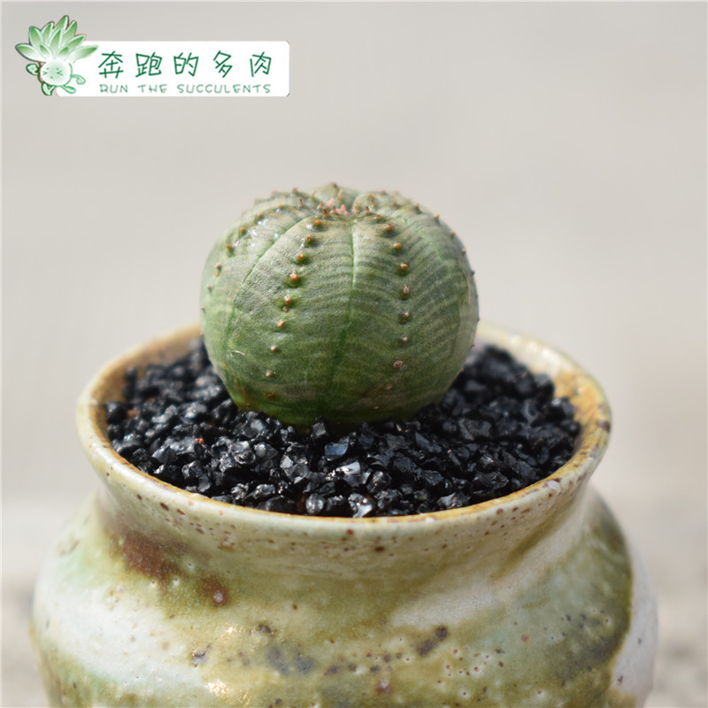 实生布纹球 大戟科无刺开花仙人球 防辐射趣味绿植多肉植物