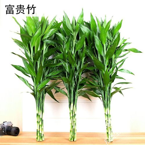 富贵竹龙竹水培植物观音竹转运竹弯竹绿萝桌面小盆栽大叶竹开运竹