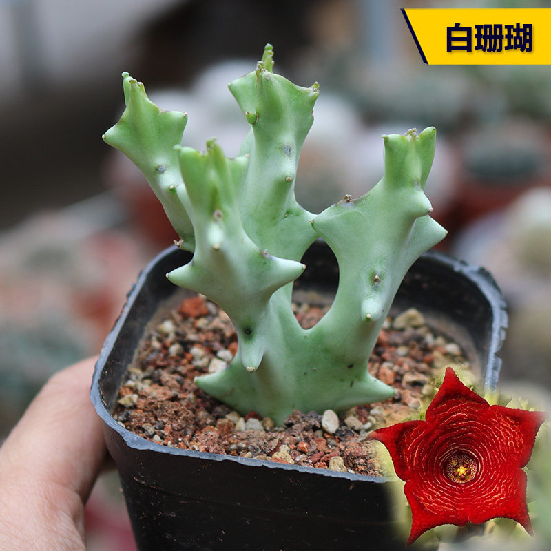 白珊瑚 稀有大颗开花萝藦科仙人掌多肉植物办公室桌面防辐射盆栽