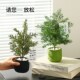 仿真绿植柏树松树盆栽摆件家居桌面假植物盆景商场店铺场景装 饰品