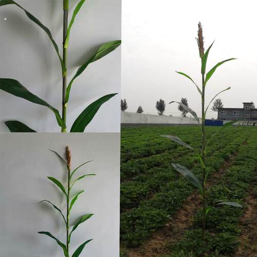 仿真假树叶单杆高粱叶穗假农作植物工程博物馆摆件装饰直销销售