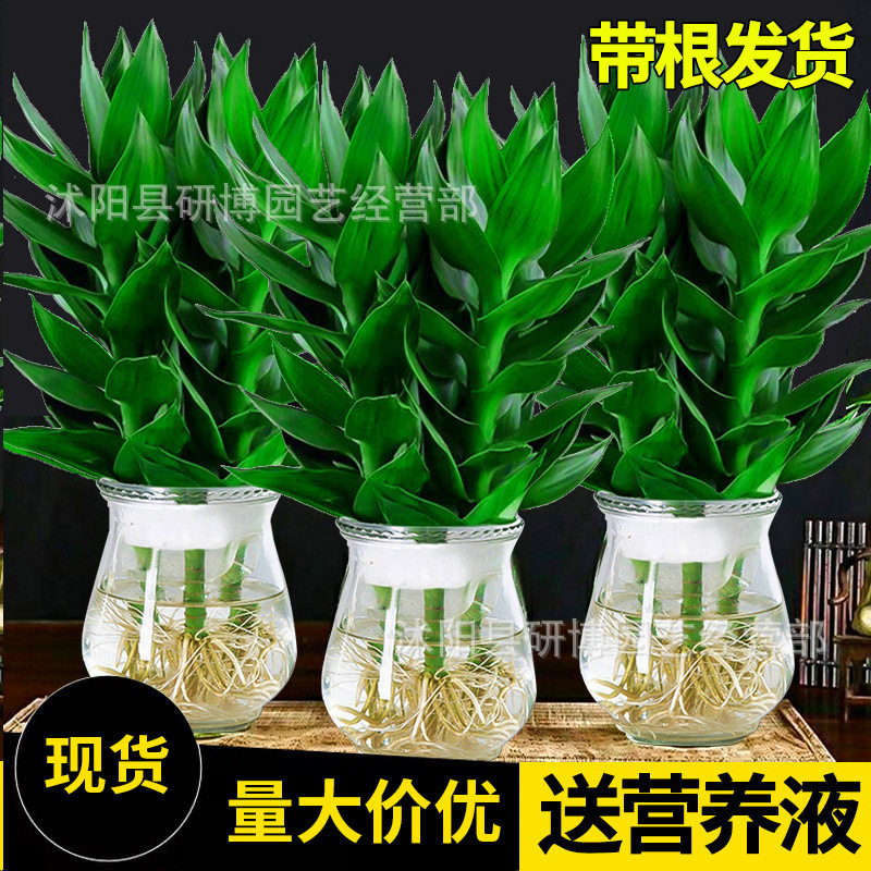 观音竹富贵竹水培植物带根花卉绿植绿萝室内盆栽竹子水养好养