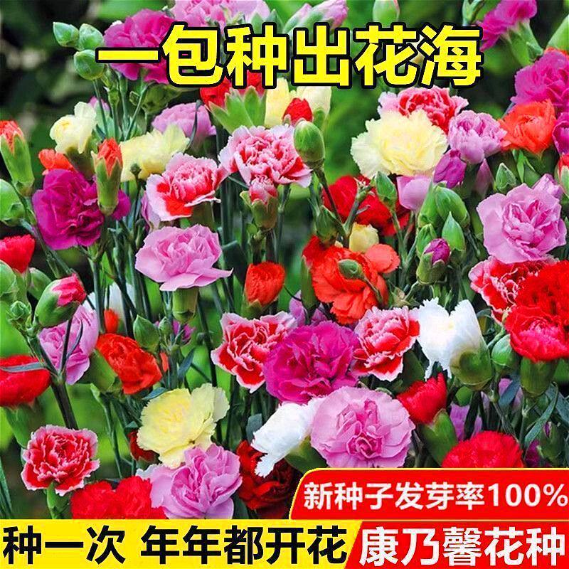 康乃馨花种子四季开花易活室内阳台花籽盆栽苗庭院植物花卉种孑子
