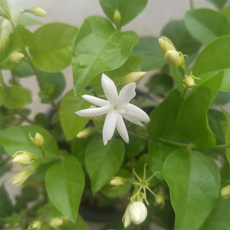 笔尖茉莉花浓香盆栽 木本植物当年开花庭院花卉 易活多年生