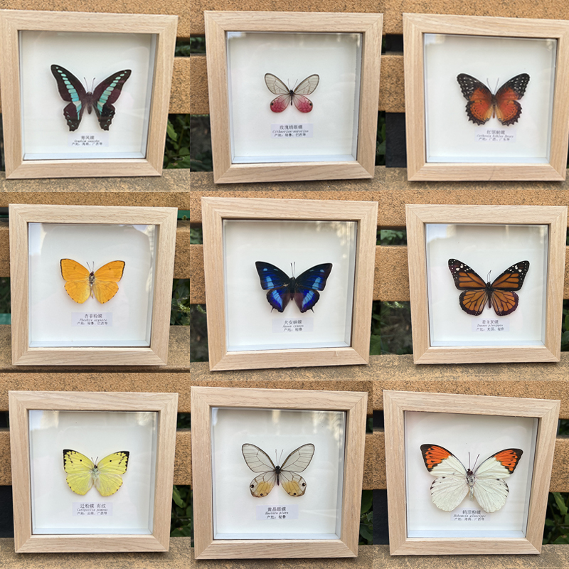蝴蝶标本 真蝴蝶真标本教学 家居装饰 婚庆 生日礼物特殊礼品