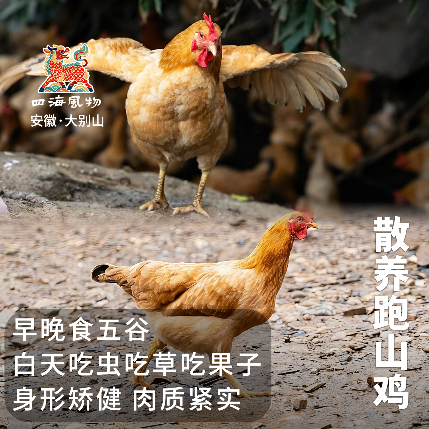 四海风物跑山土公鸡散养走地鸡老母鸡黑凤鸡新鲜宰杀整只