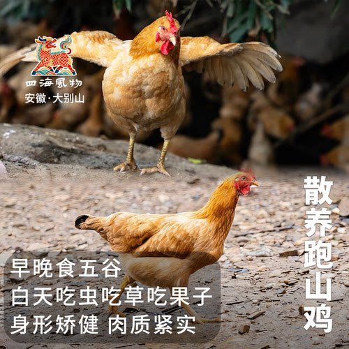 四海风物散养跑山土公鸡老母鸡