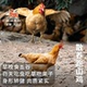 四海风物跑山土公鸡散养走地鸡老母鸡黑凤鸡新鲜宰杀整只
