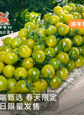 贵有贵的道理四海风物翡翠绿宝石严选清甜小番茄头茬纯甜顺丰包邮