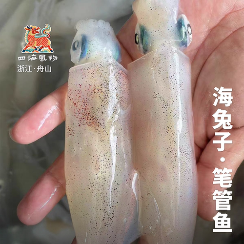 四海风物舟山野生小笔管鱿鱼包邮