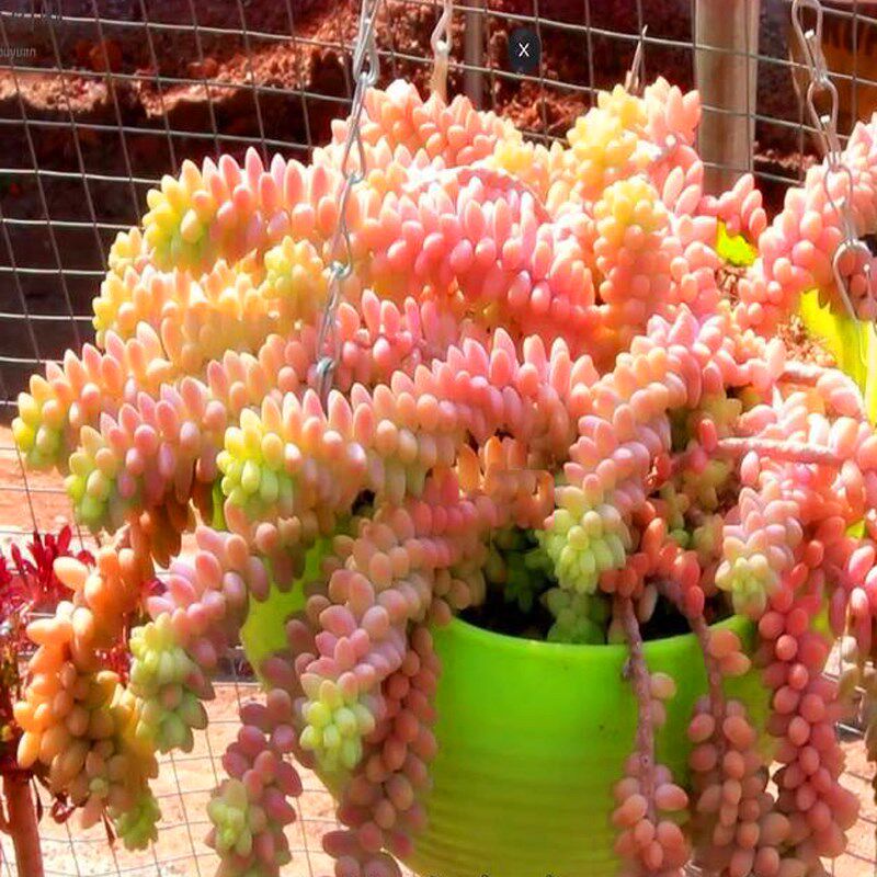 超大群多头满盆吊兰新玉缀/办公室内多肉植物花卉盆栽阳台防辐射