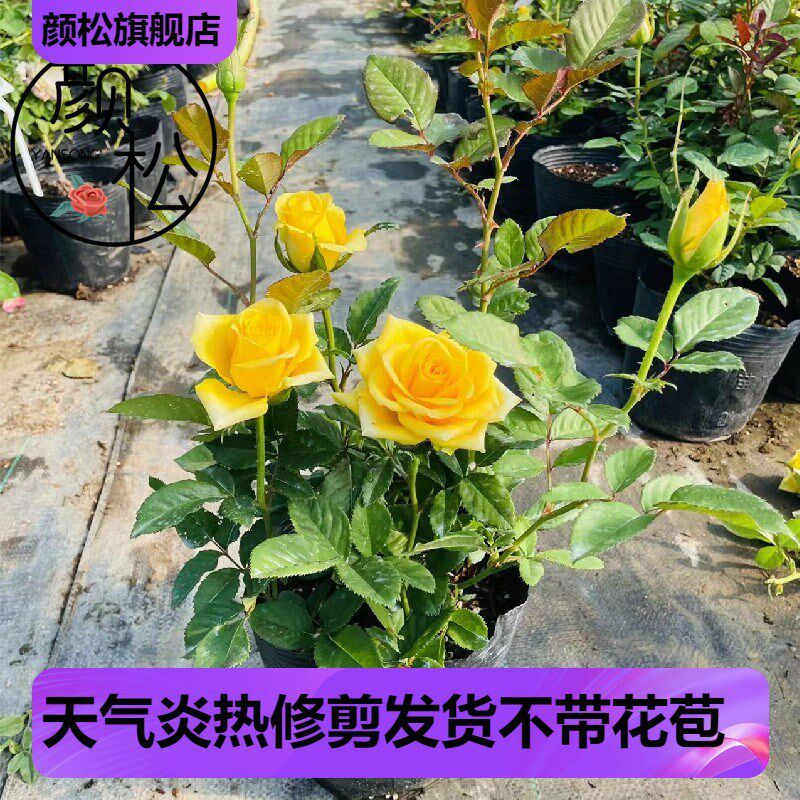 金香玉 金镶玉 高档切花月季 玫瑰花苗 灌木大花金黄四季开花盆栽