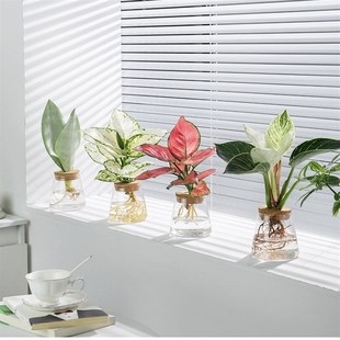 水培植物文竹小盆栽绿萝绿植富贵竹办公室懒人花卉玻璃瓶桌面创意