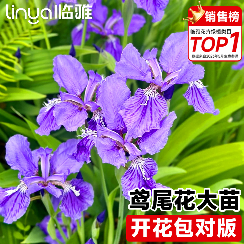 德国鸢尾花苗盆栽种球室内外植物庭院四季开花多年生耐寒花卉绿植
