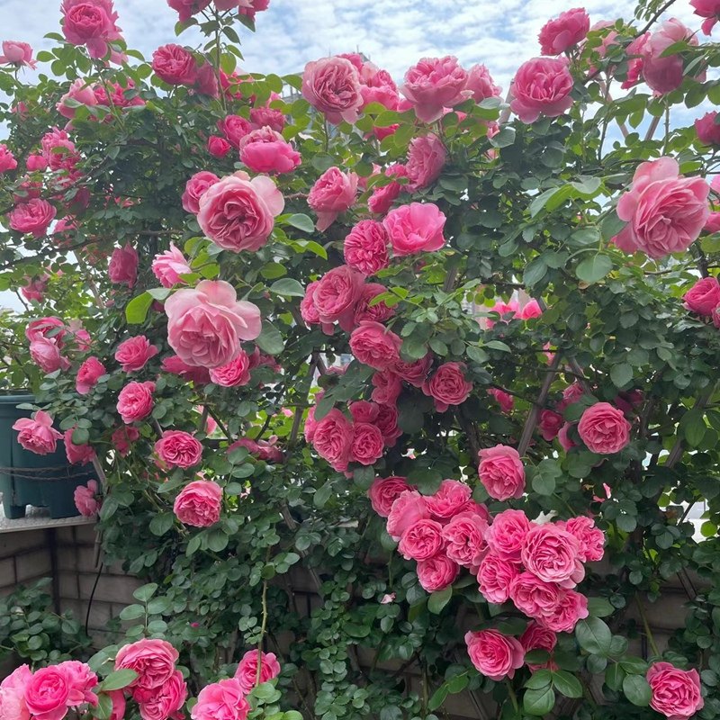 粉色达芬奇月季四季开花蔷薇花苗庭院阳台爬藤植物欧月藤本月季