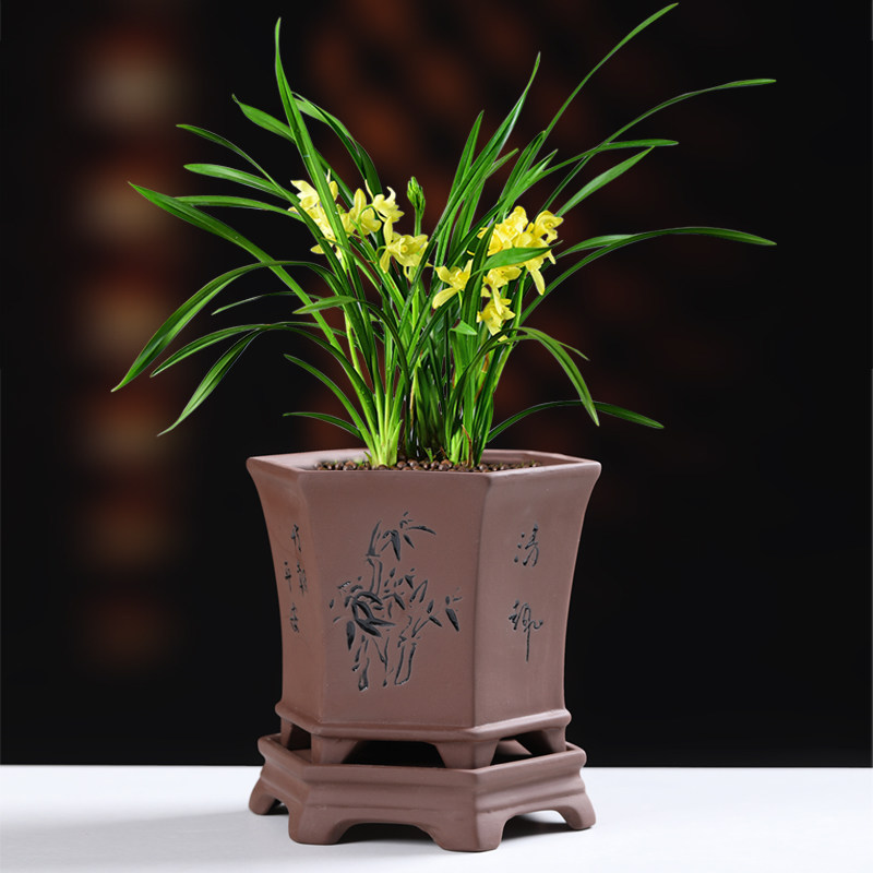 花盆陶瓷紫砂粗陶透气带托盘古典个性兰花盆室内家用文竹绿植盆栽