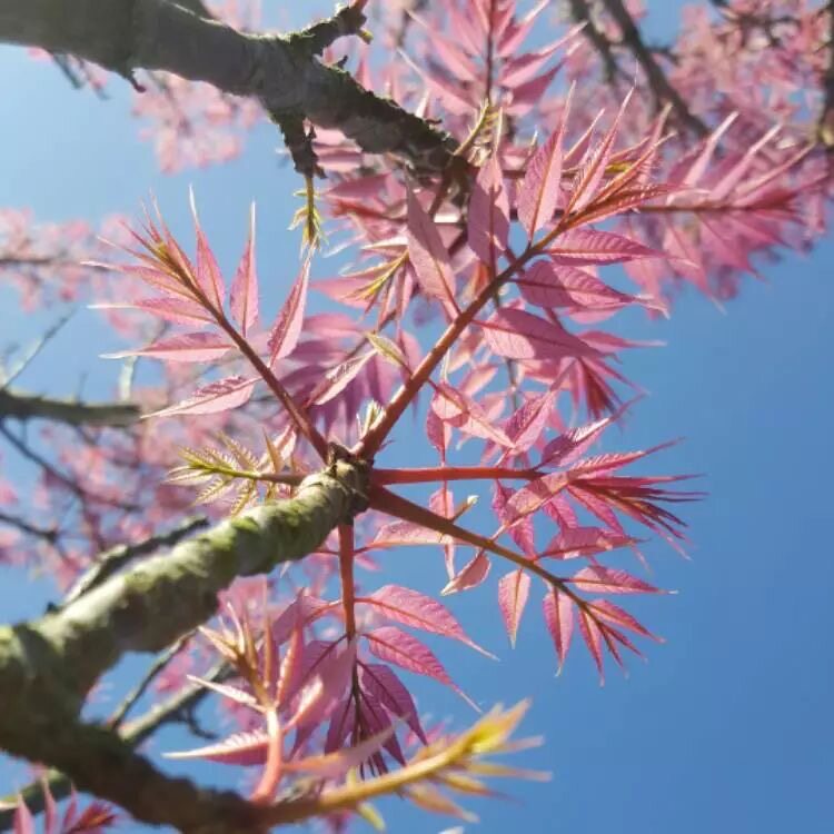 香椿火烈鸟树乔木春天叶子可以变粉丝纽西兰品种 慕唯木绣球园