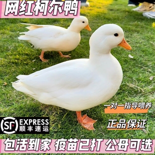柯尔鸭活宠物幼崽网红鸭子柯尔鸭一公一母柯尔鸭纯种青年成年s级