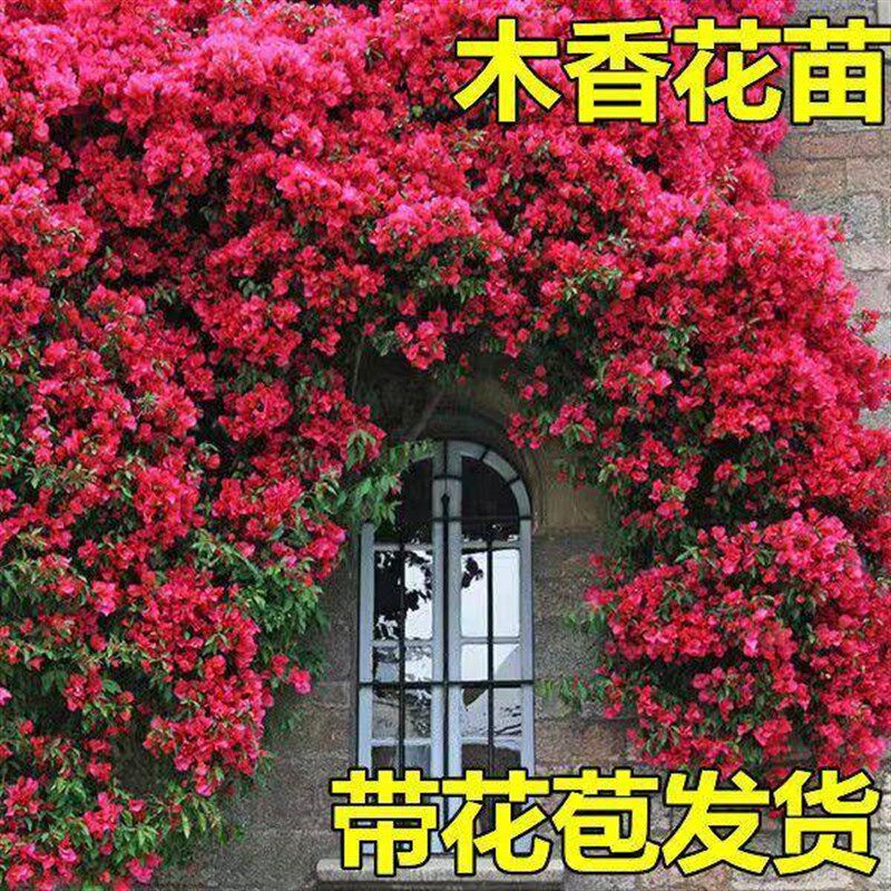 正宗红木香花苗四季开花爬藤植物浓香型特大苗甜蜜黄木香庭院盆栽