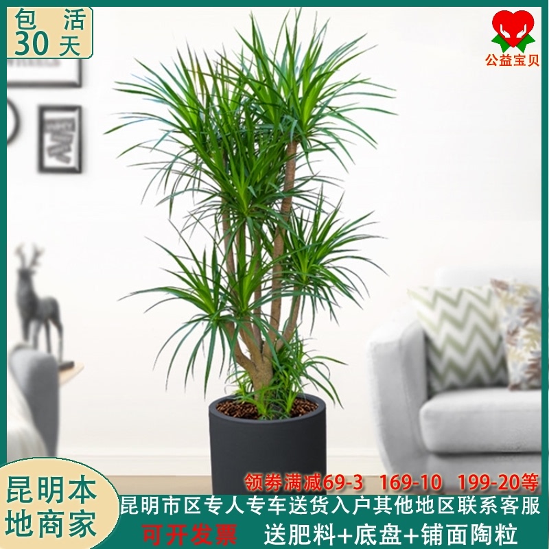 大型绿植龙须树多头龙血树铁树室内客厅盆栽绿植物办公室观叶盆景