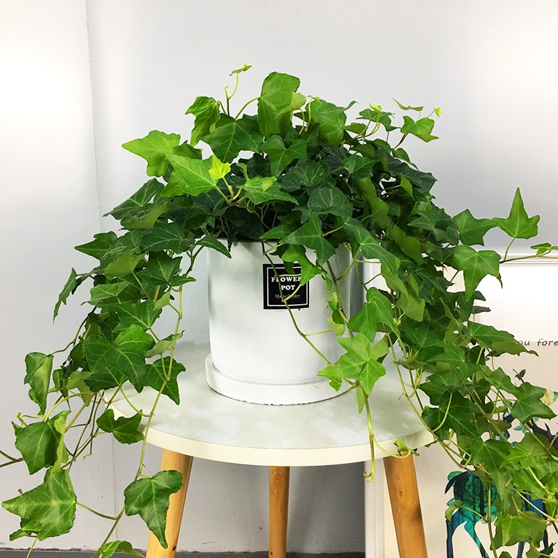 常春藤桌面小绿植好养活带藤植物可水养玻璃瓶 吊篮带挂钩