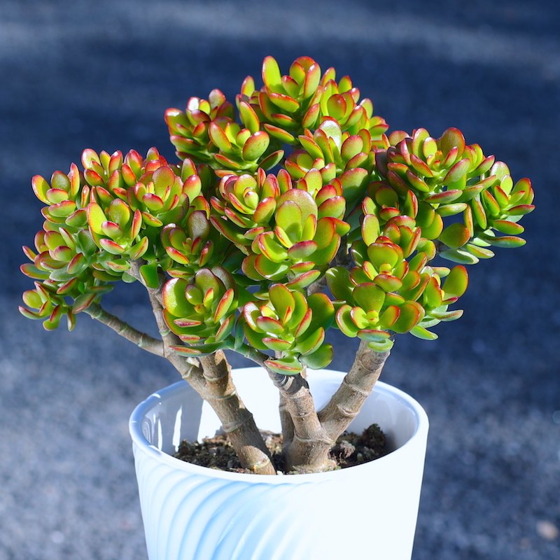 姬红花月老桩多头花卉多肉植物室内盆栽肉肉大颗简单好养云南种植