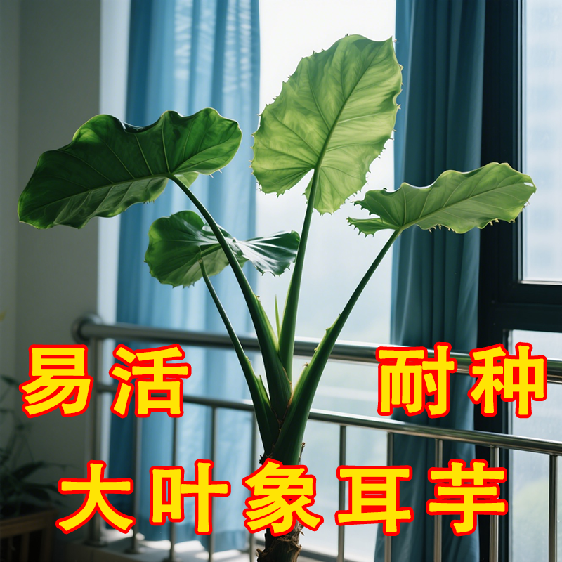 象耳芋盆栽霸王芋大野芋包活室内绿植客厅大叶庭院超大叶植物