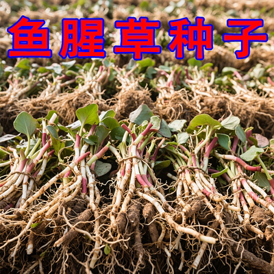 鱼腥草种子 种籽折耳根种根种苗新鲜盆栽四季贵州云南四川包邮