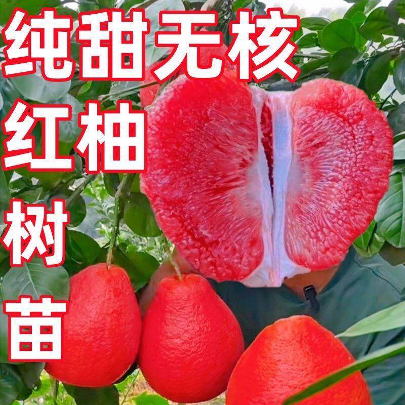 正宗泰国暹罗红柚树苗嫁接苗南北方红心种植蜜柚耐寒红皮盆栽柚子,鲜花速递/花卉仿真/绿植园艺,红掌/凤梨/温室花卉,淘宝优惠券,粉丝福利购,淘宝优惠卷