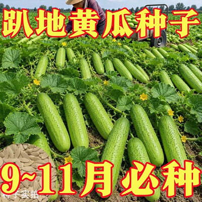 秋播不搭架黄瓜种子满地爬高产