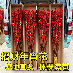 银柳真花鲜枝年宵花卉七多彩大红色银柳干花柳枝水养装饰招财1米2